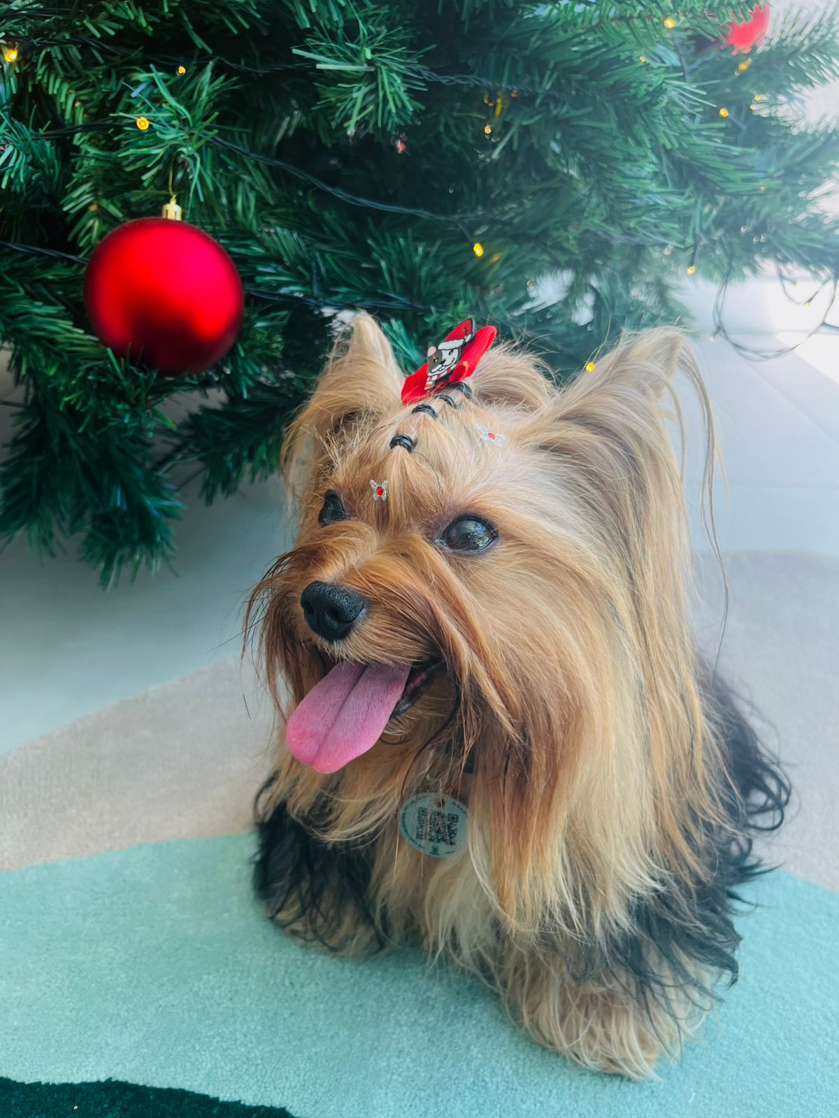 Cachorro feliz e protegido com tag Petfolio