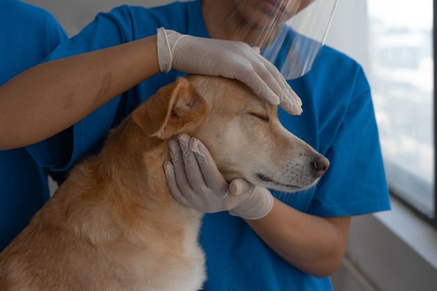 Clinica Pedro