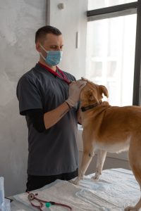 Clinica Pedro