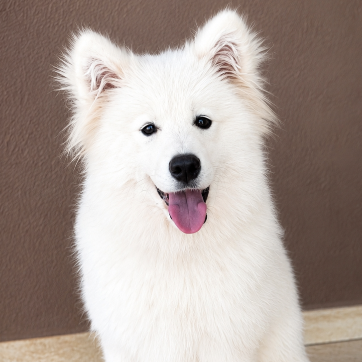 Apollo