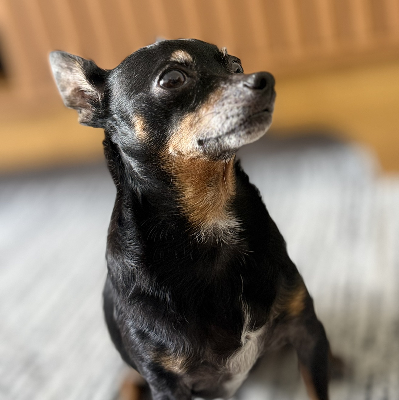 Bubi