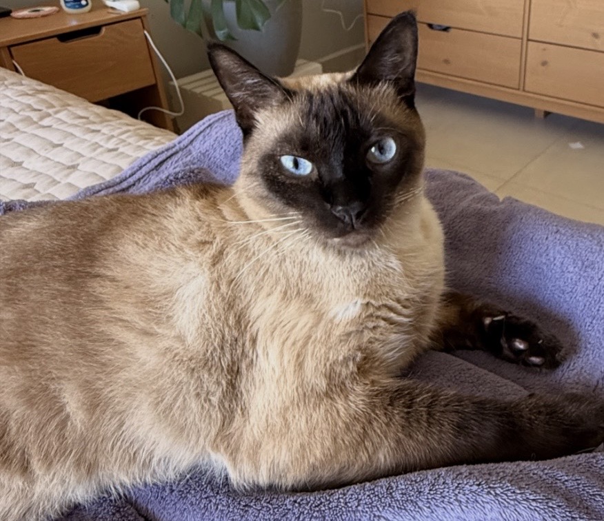 Dom Miguel “Mig”